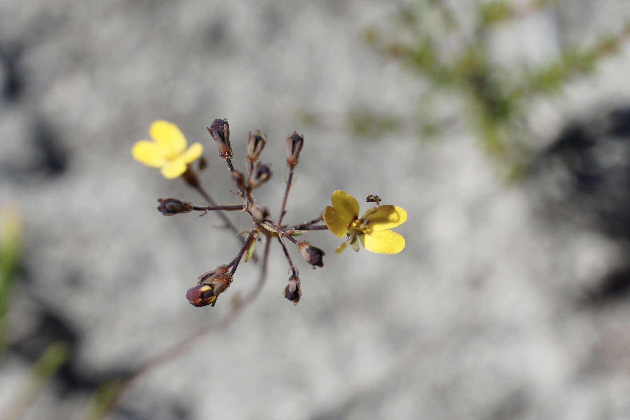 Image of Stylidium luteum R. Br.