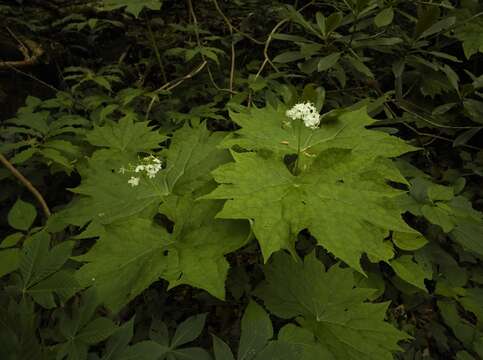 Image of American umbrellaleaf