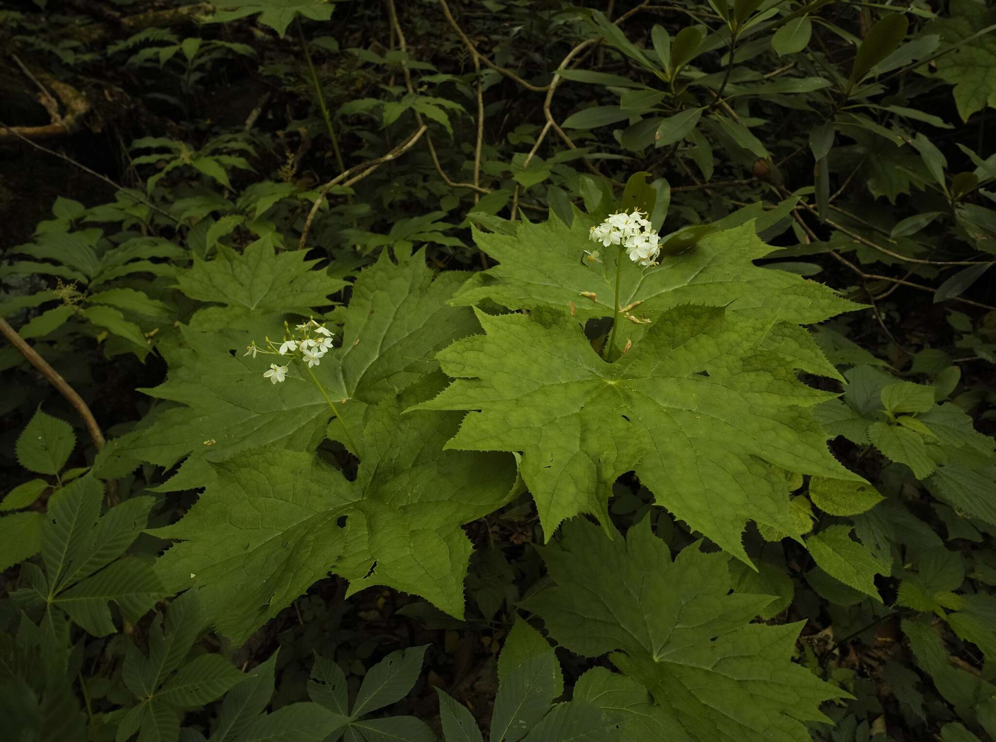 Image of American umbrellaleaf