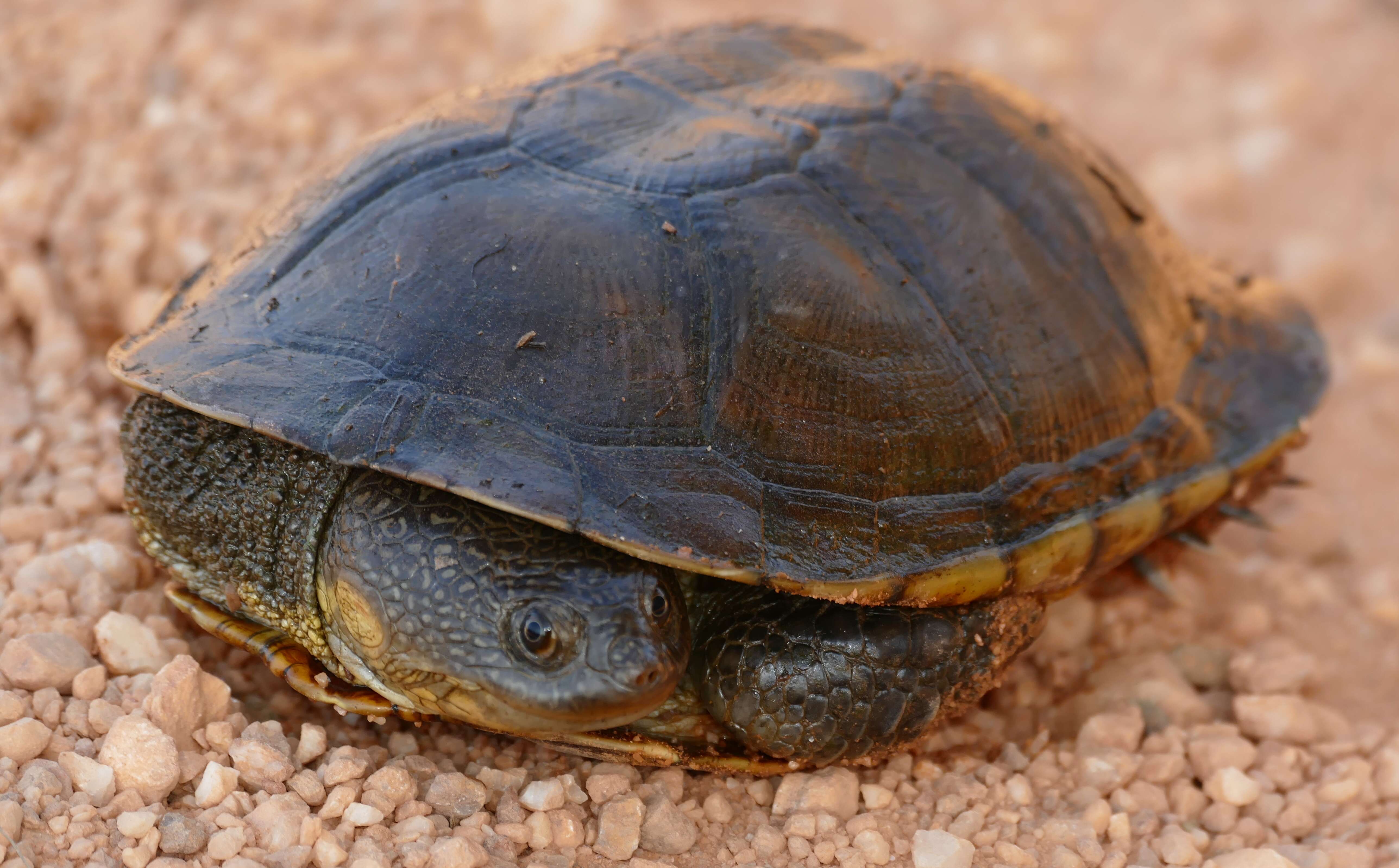 Imagem de Acanthochelys macrocephala (Rhodin, Mittermeier & Mcmorris 1984)