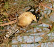 Donacobiidae resmi