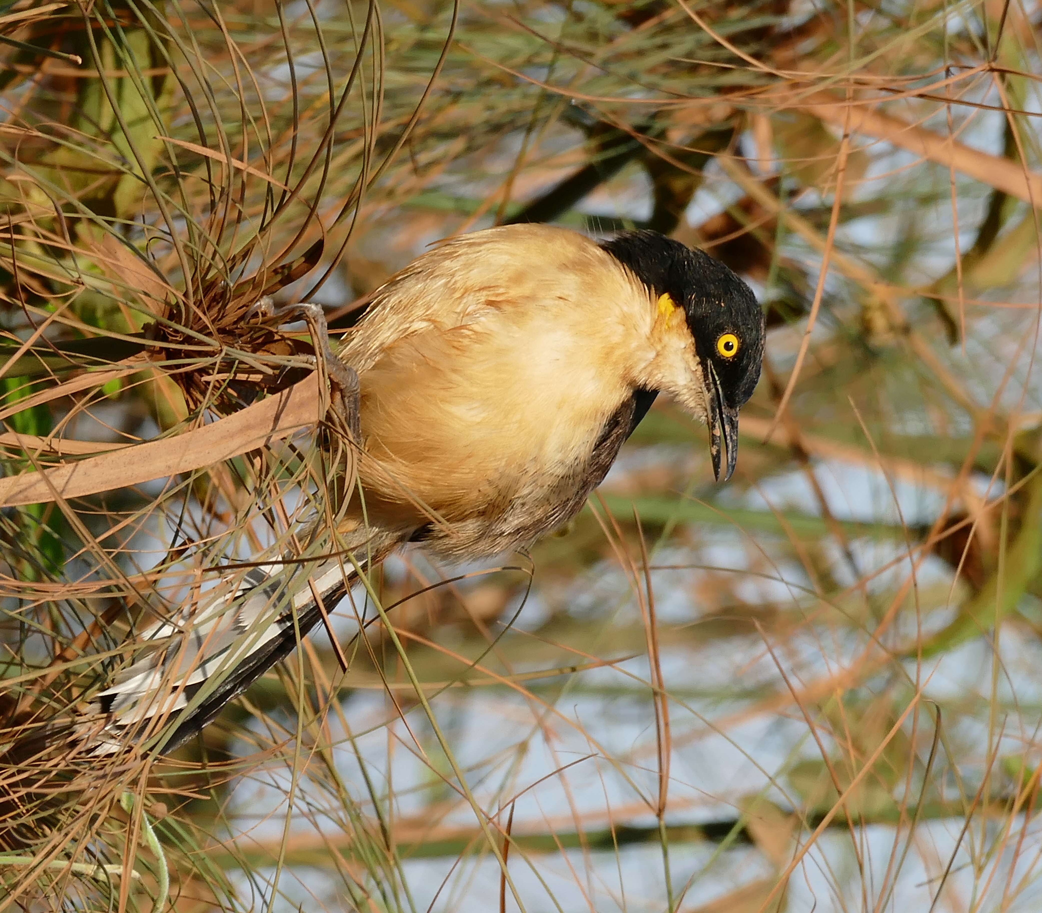 Donacobiidae resmi