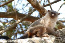 Image of Black-tailed Marmoset