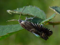 Image of <i>Grapholita eclipsana</i> Zeller 1875