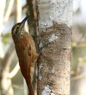 Image of Planalto Woodcreeper