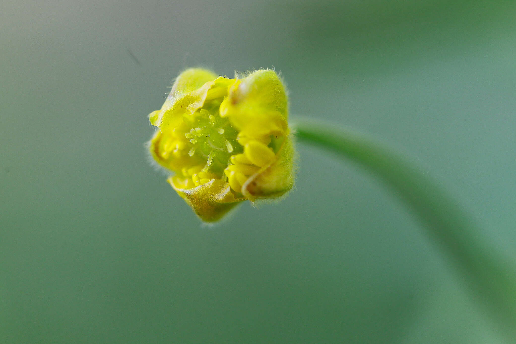 Image of Goldilocks Buttercup