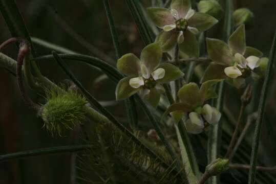 Image of Gomphocarpus tomentosus Burch.