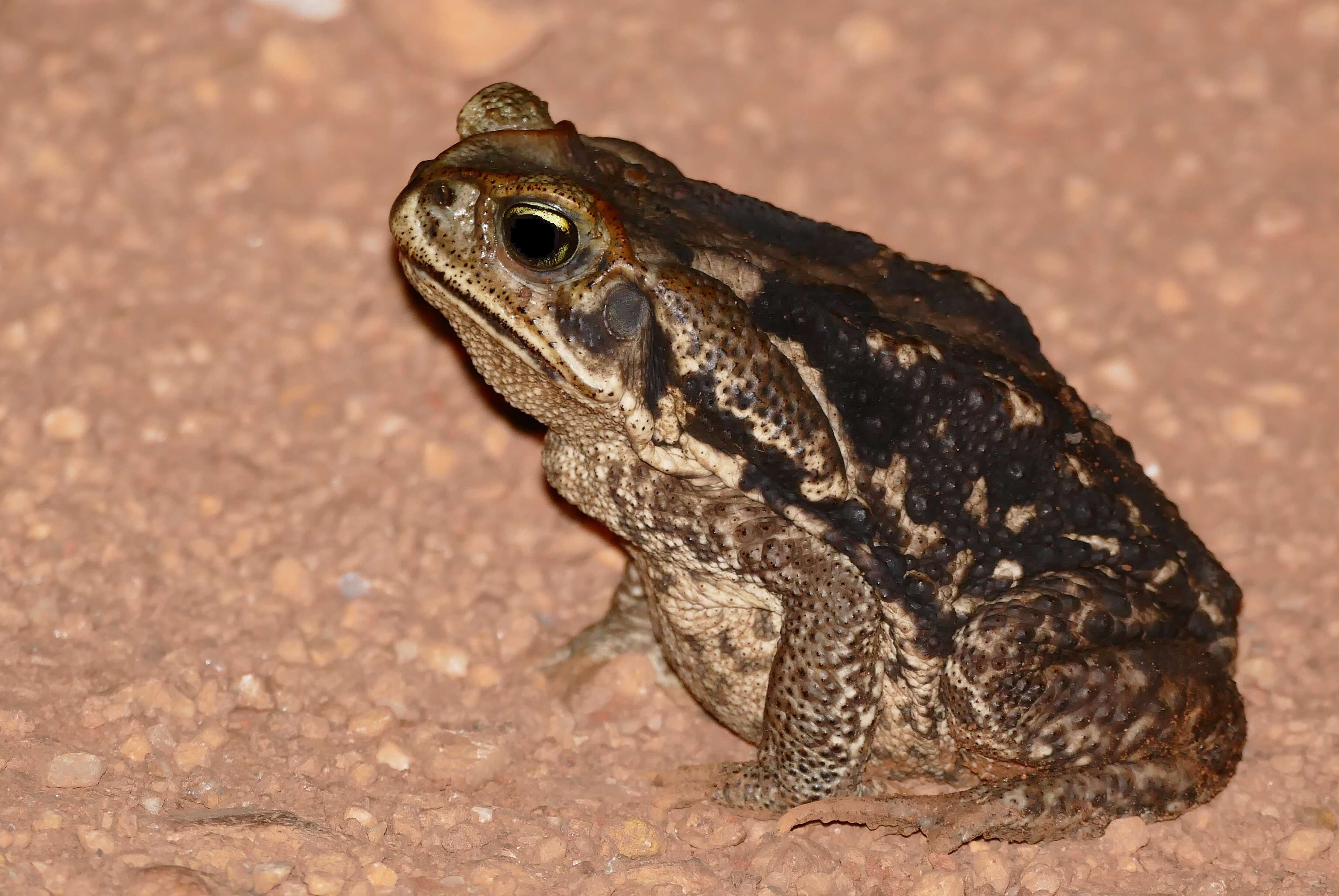 Image of Cururu Toad