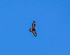 Image of Rough-legged Buzzard