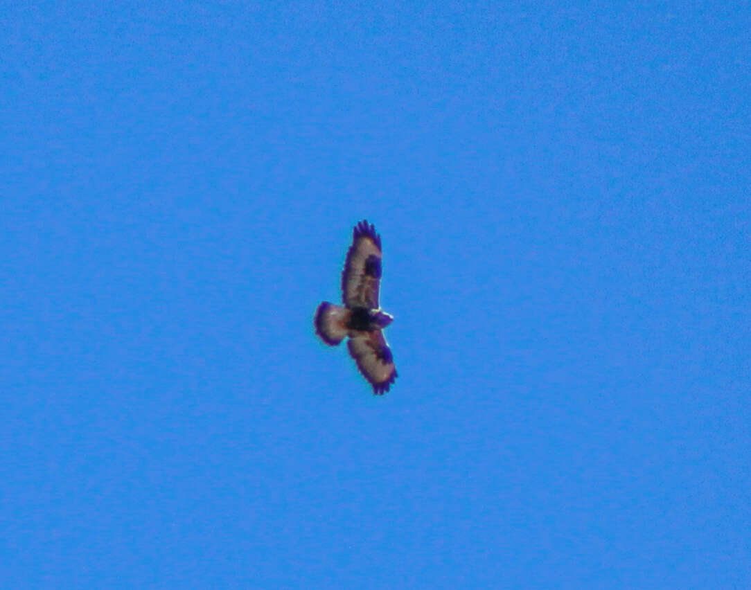 Image of Rough-legged Buzzard