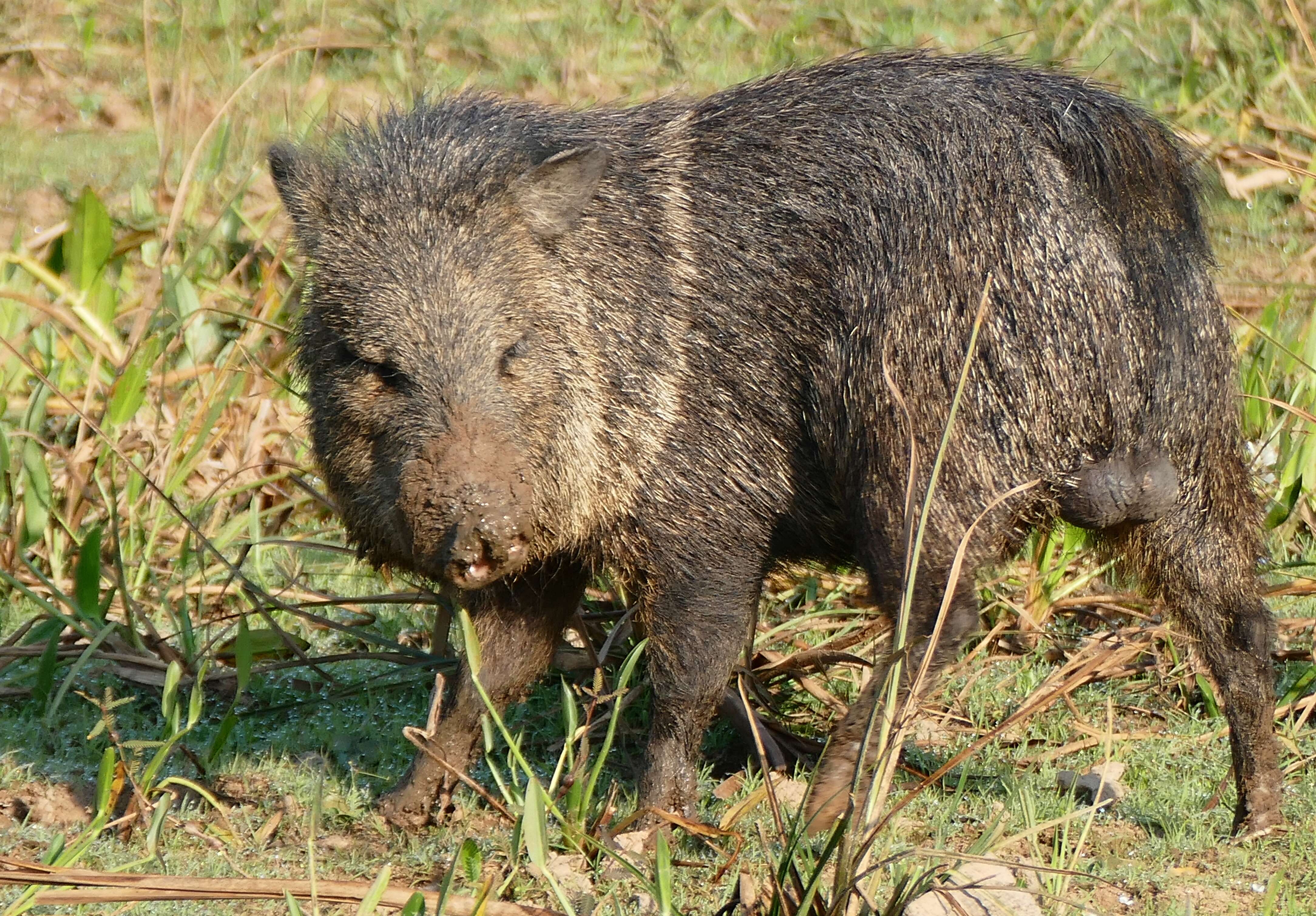 Image of peccaries