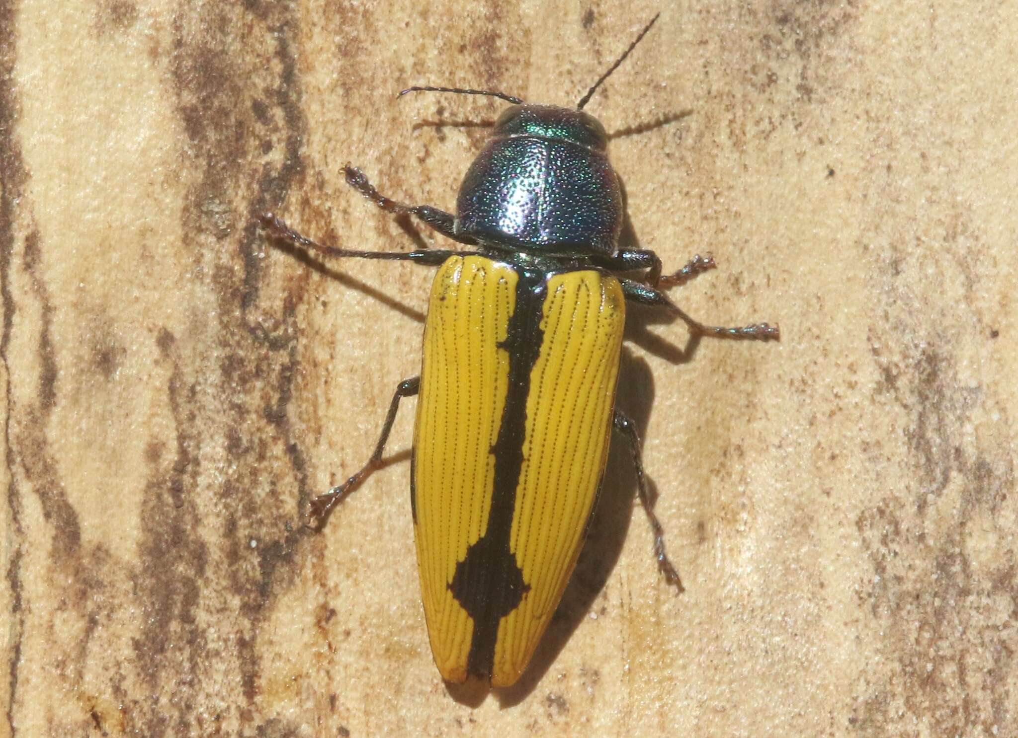 Image of Buprestis viridisuturalis Nicolay & Weiss 1918