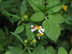 Image of Syrphid fly