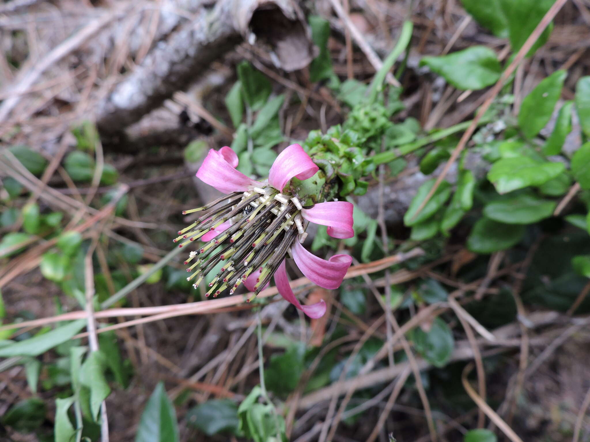 Image of Mutisia speciosa Ait. ex Hook.