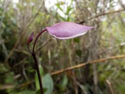 Image of Utricularia praetermissa P. Taylor