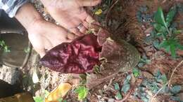 Amorphophallus paeoniifolius (Dennst.) Nicolson resmi