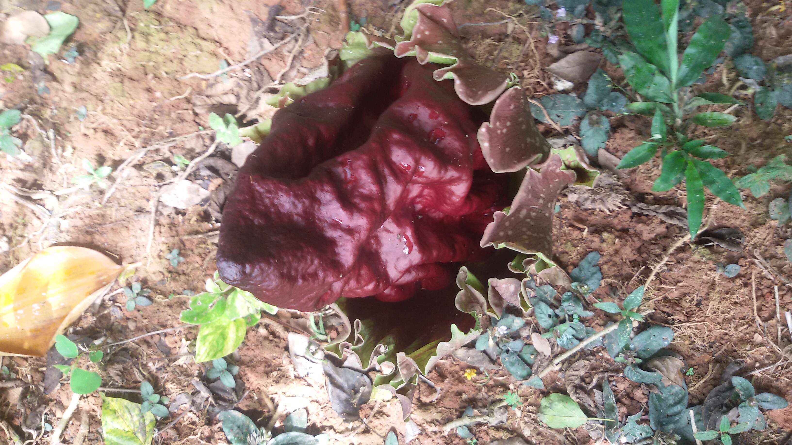 Amorphophallus paeoniifolius (Dennst.) Nicolson resmi