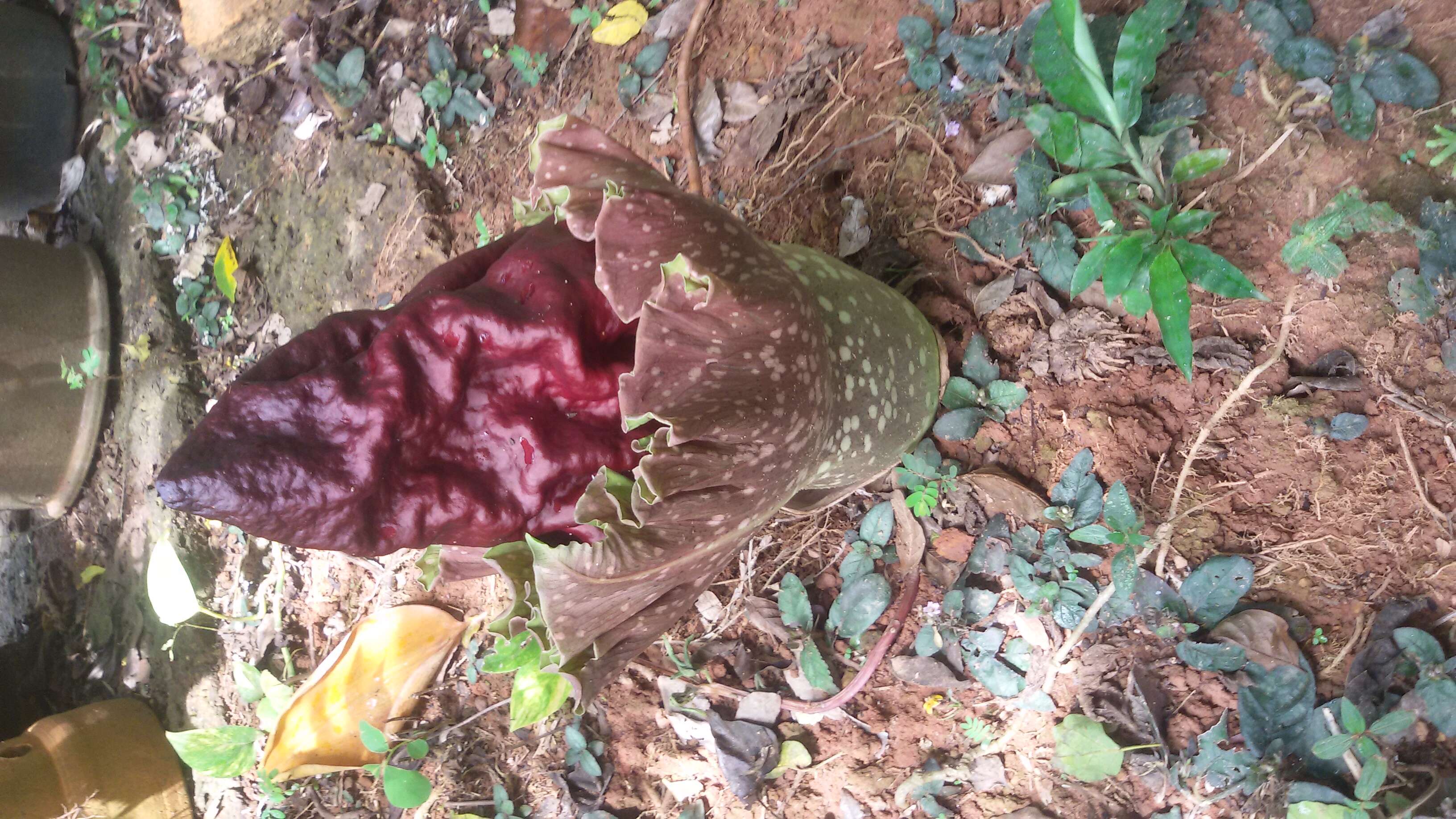 Amorphophallus paeoniifolius (Dennst.) Nicolson resmi