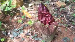 Amorphophallus paeoniifolius (Dennst.) Nicolson resmi