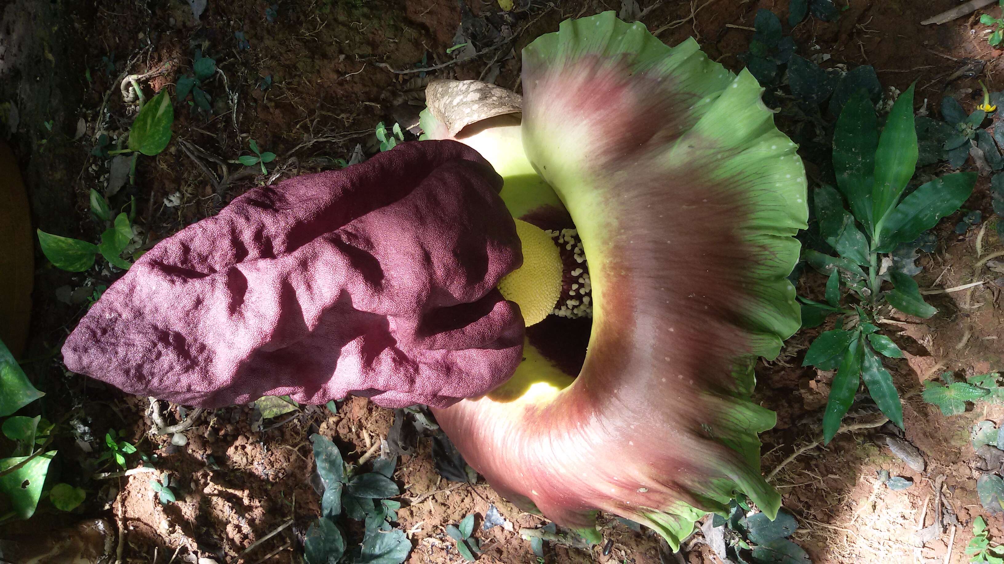 Image of Elephant foot yam