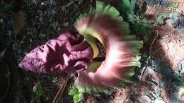 Amorphophallus paeoniifolius (Dennst.) Nicolson resmi