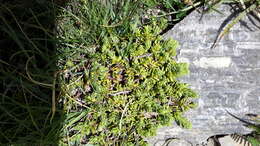 Слика од Thymelaea tinctoria subsp. nivalis (Ramond) K. Tan