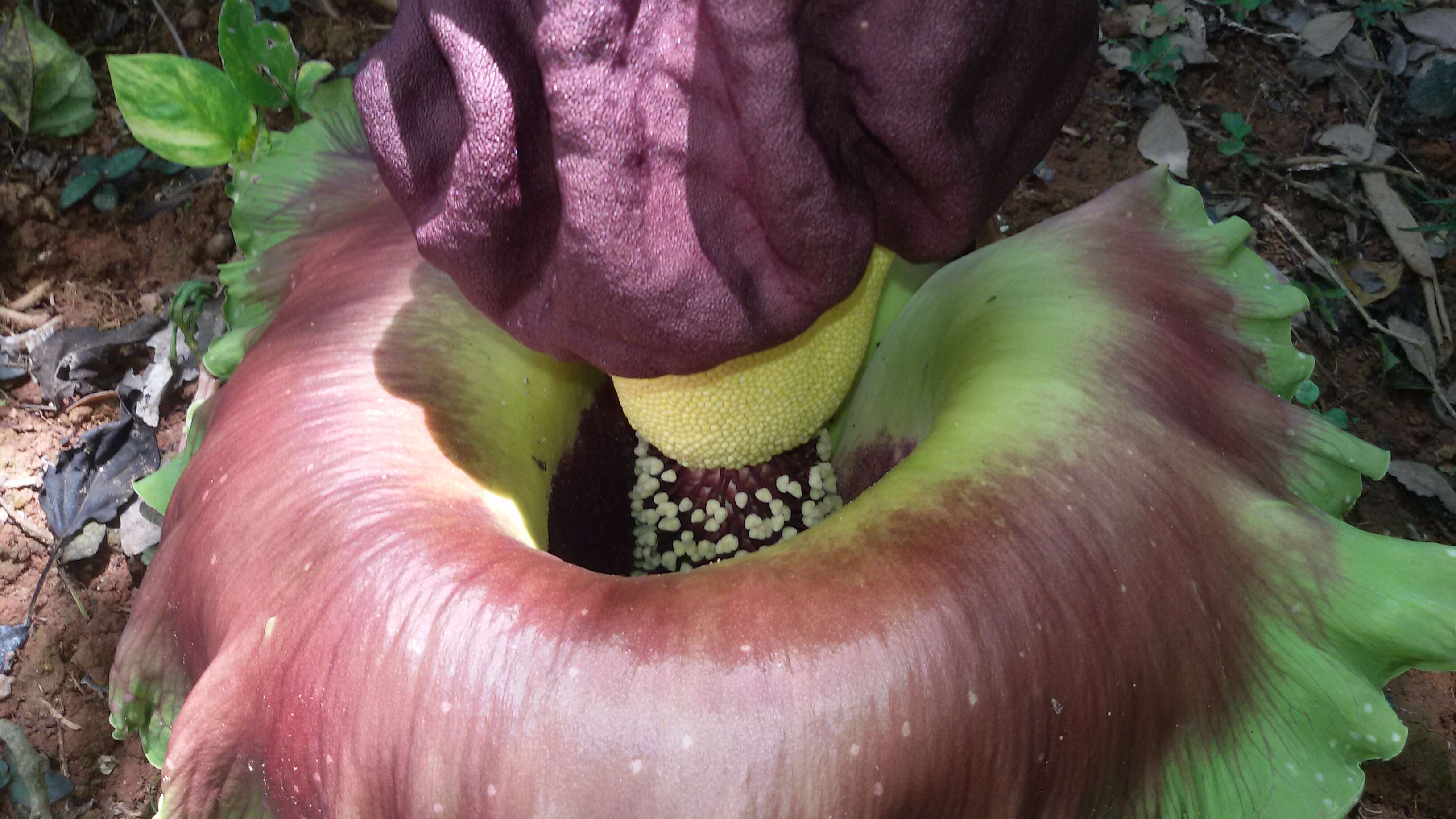 Image of Elephant foot yam