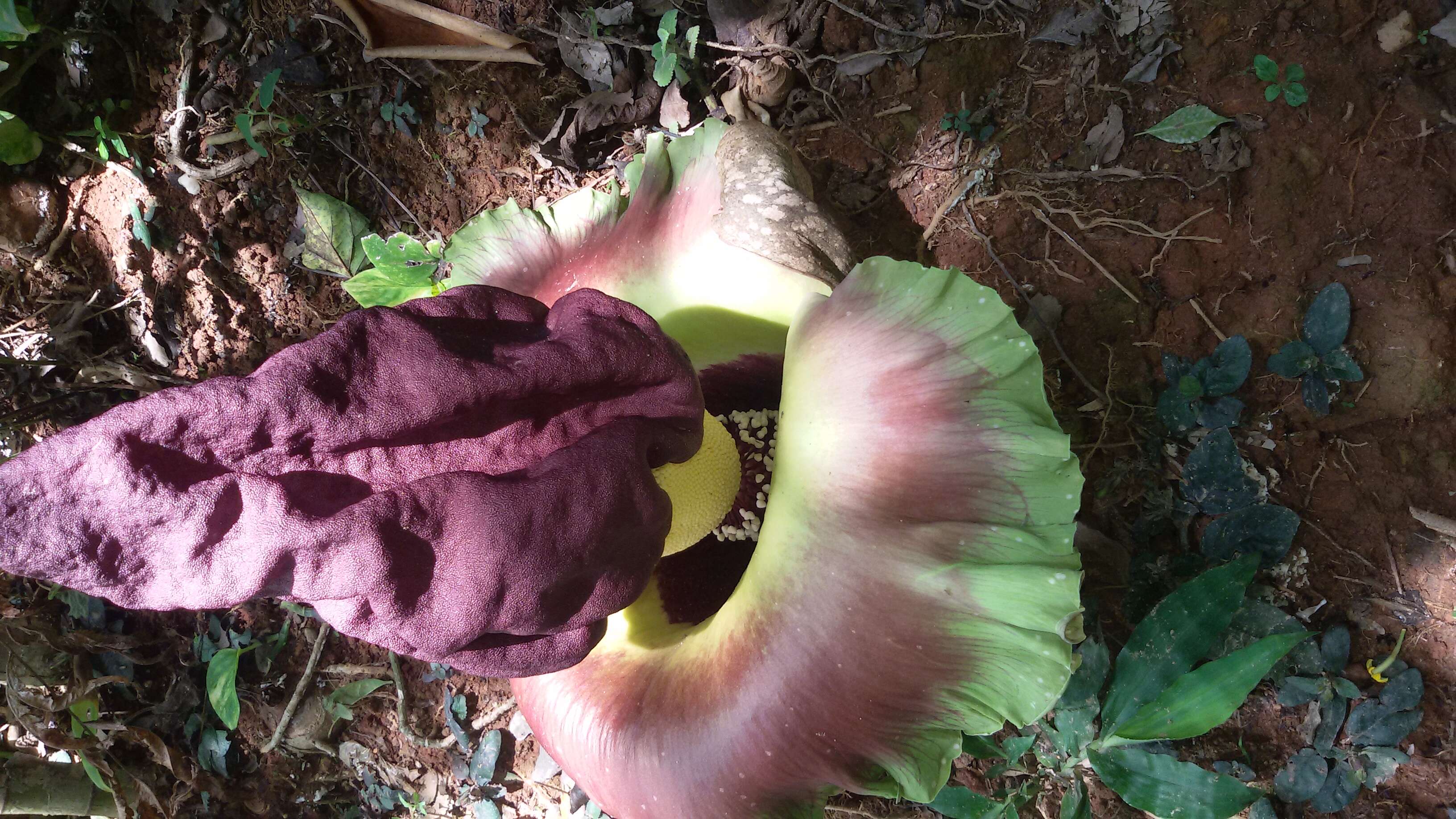 Amorphophallus paeoniifolius (Dennst.) Nicolson resmi