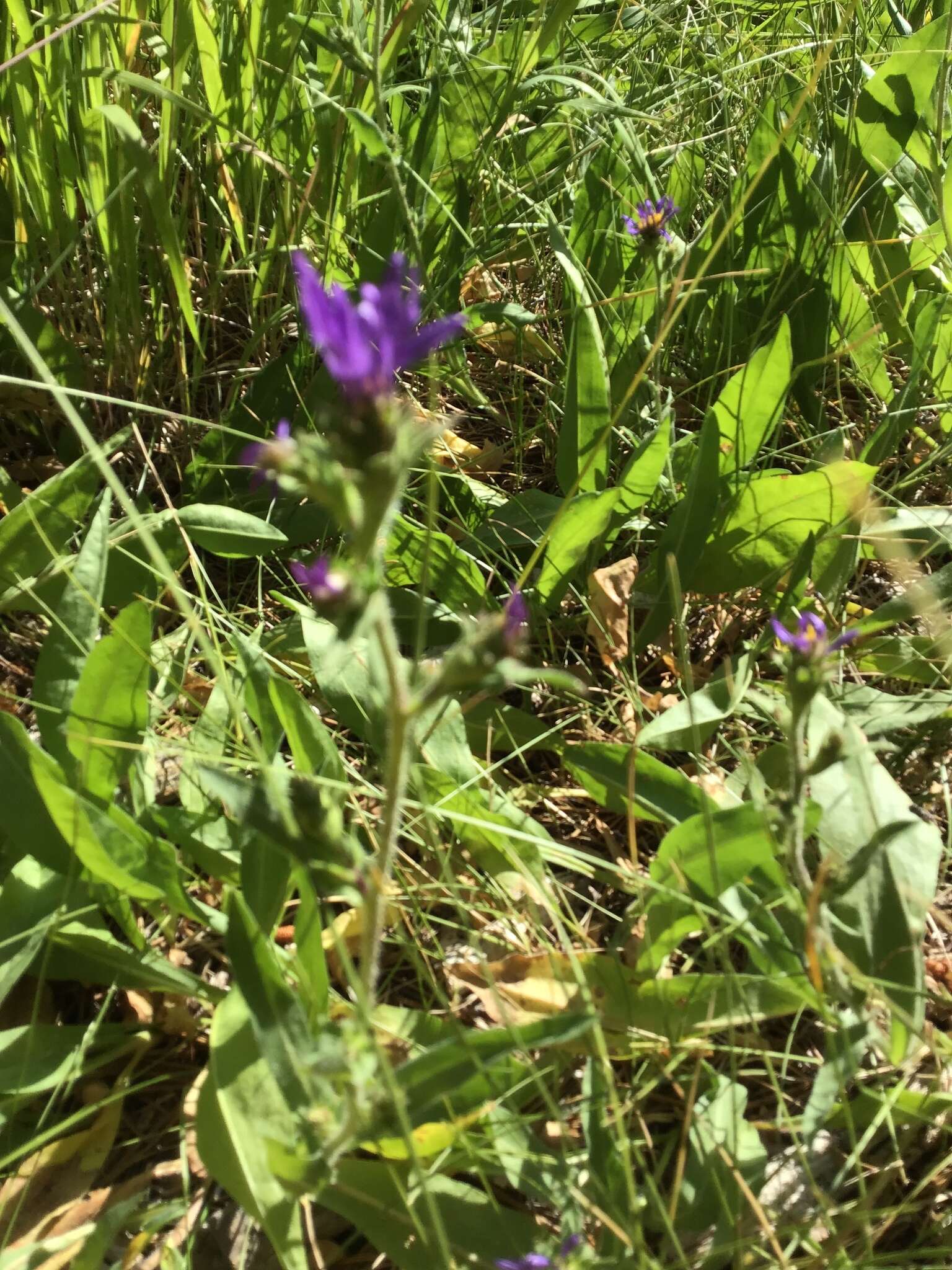 Image of thickstem aster