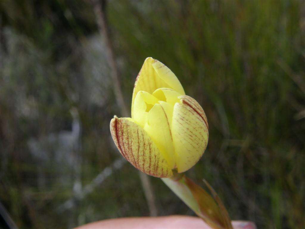 Image of Bobartia filiformis (L. fil.) Ker Gawl.