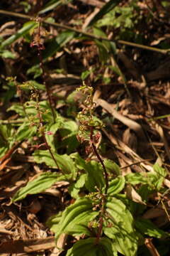 Image of Crepidium matsudae (Yamam.) Szlach.