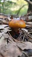 Image of Cortinarius sinapicolor Cleland 1933