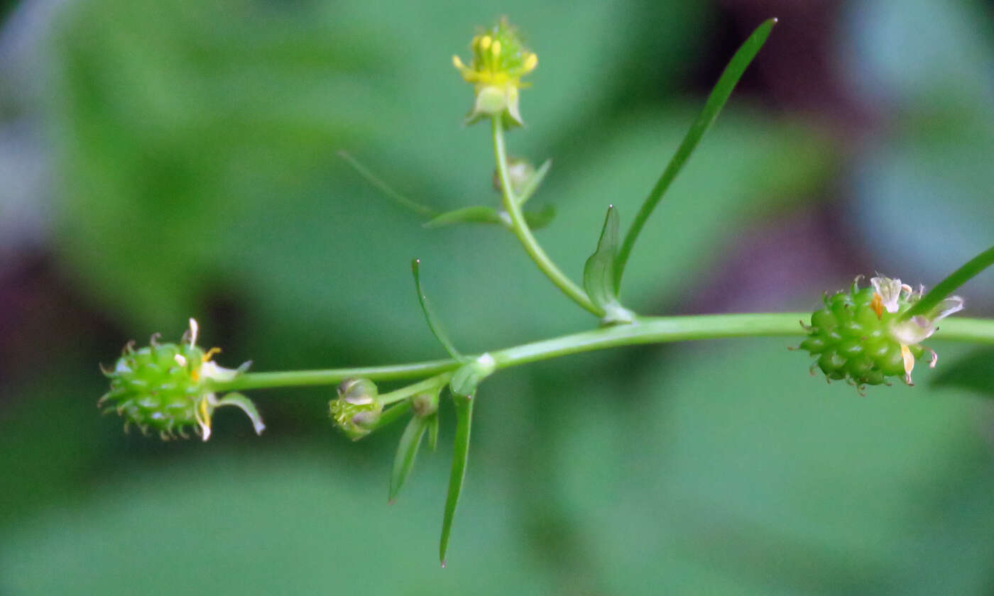 Imagem de Ranunculus allegheniensis Britton.