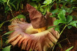 Amorphophallus paeoniifolius (Dennst.) Nicolson resmi