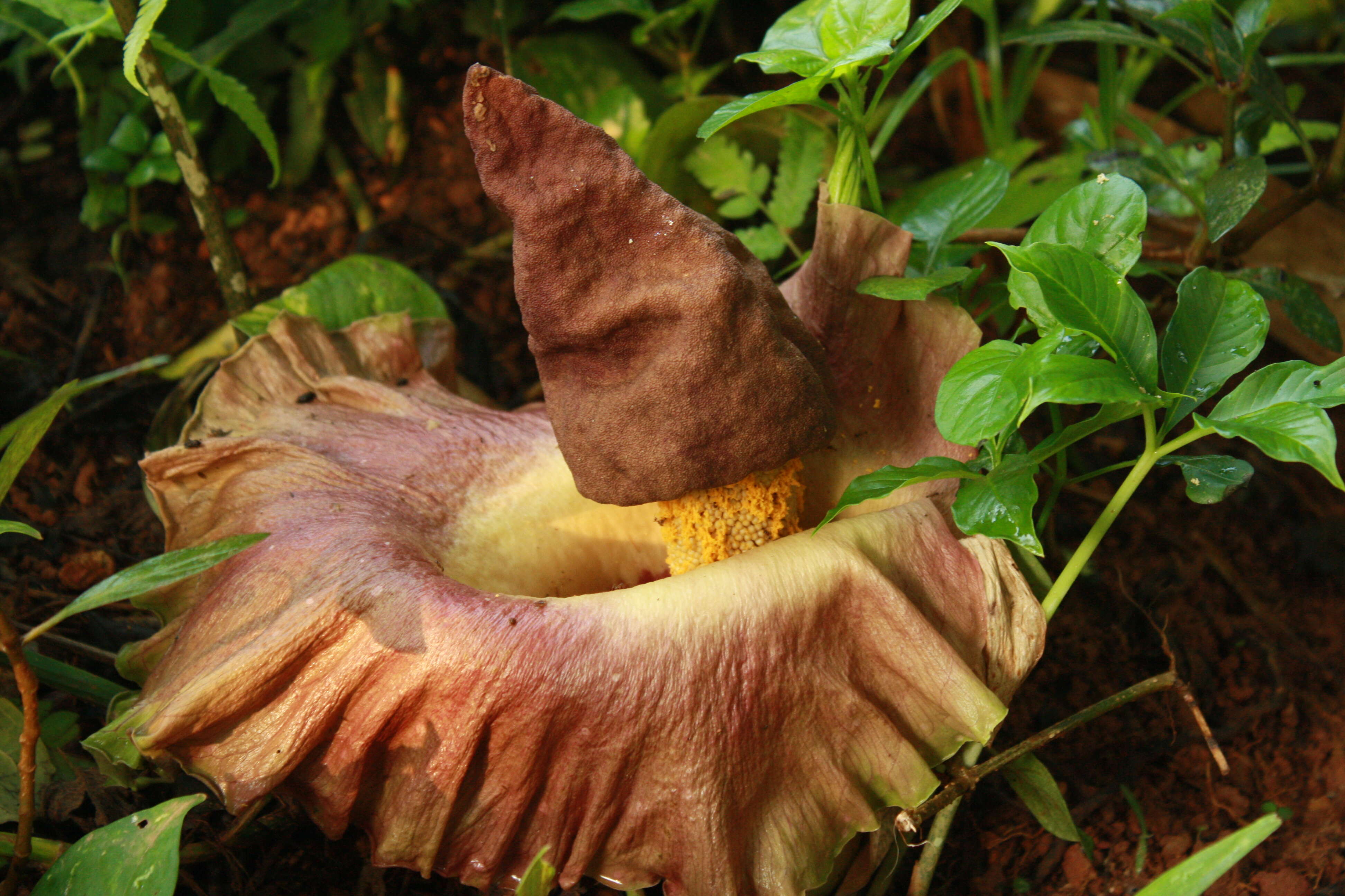 Image of Elephant foot yam