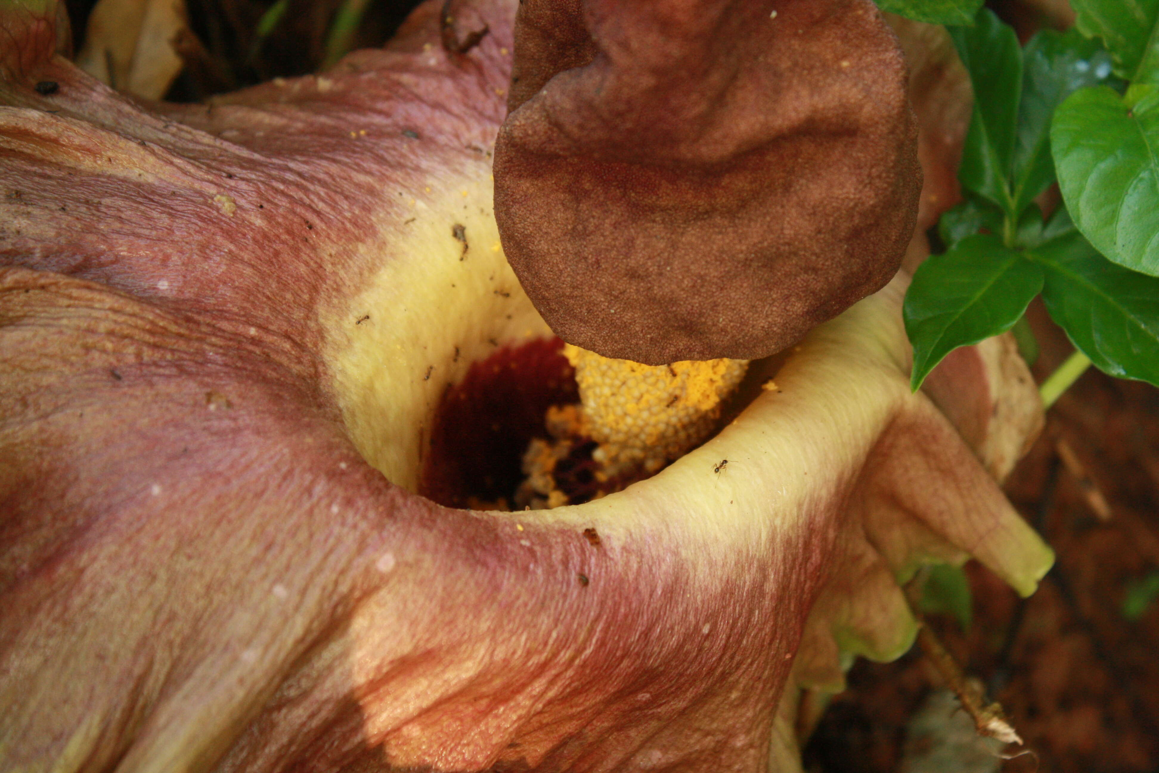 Image of Elephant foot yam