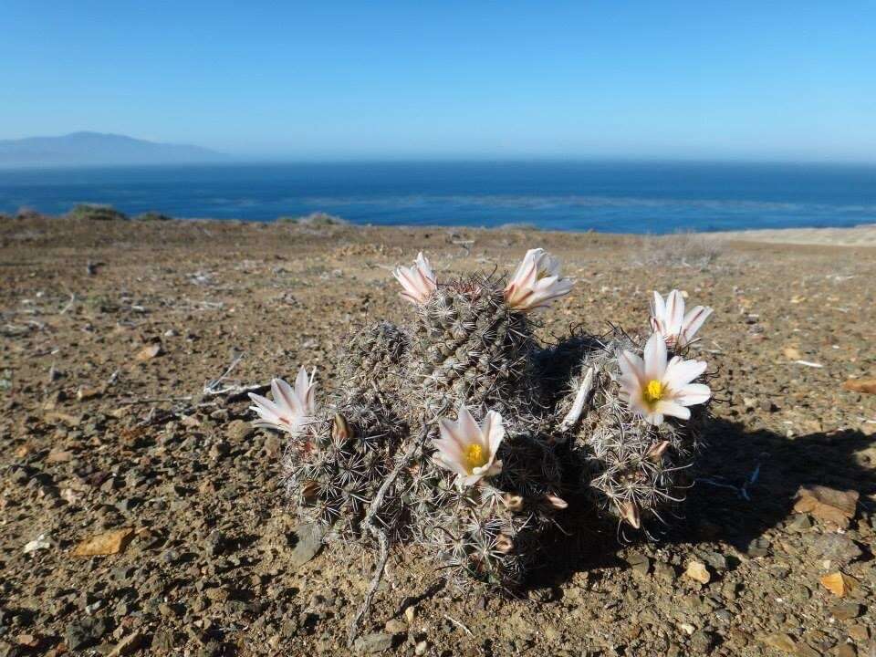 Image of <i>Mammillaria goodridgii</i> Scheer