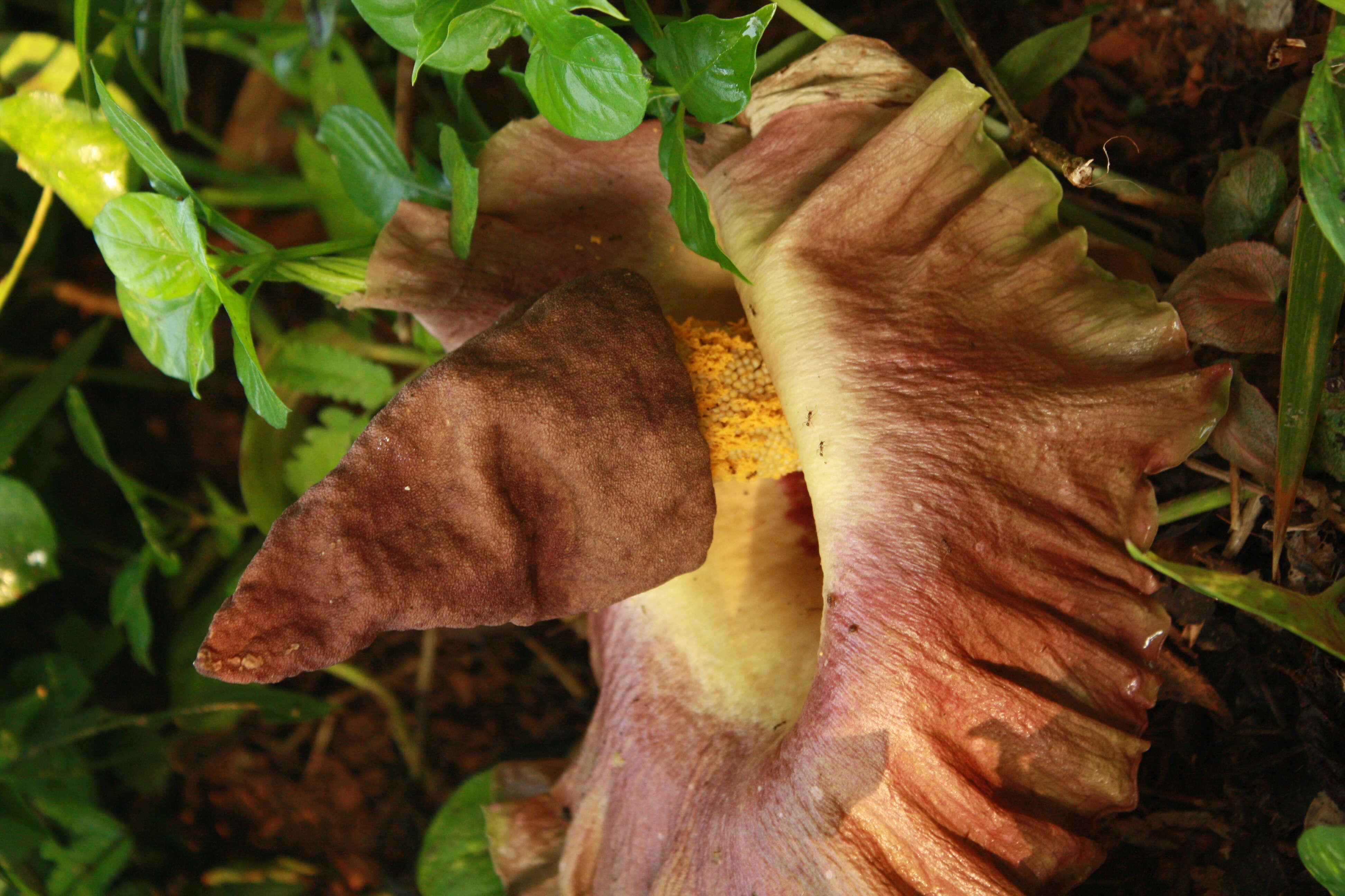 Amorphophallus paeoniifolius (Dennst.) Nicolson resmi