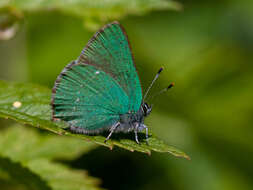 Imagem de Callophrys chalybeitincta Sovinsky 1905