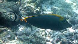 Image of Elegant Unicornfish