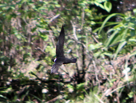 Image of White-collared Swift