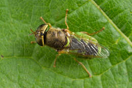 Image of Odontomyia angulata (Panzer 1798)