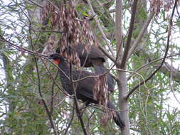 Image of Dusky-legged Guan