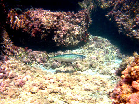 Image of Atlantic Chub Mackerel