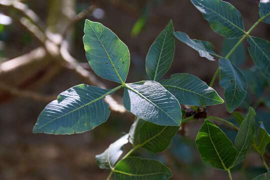 Image of Mt. Atlas mastic tree