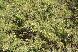 Plancia ëd Juniperus communis var. depressa Pursh