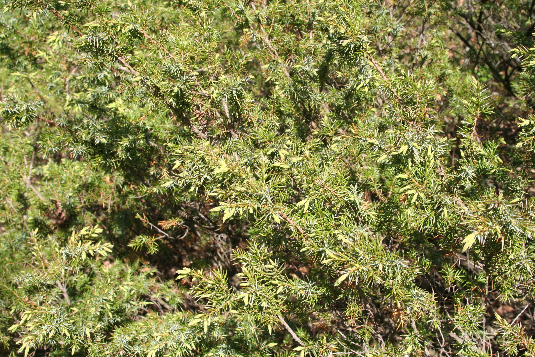 Image of American Common Juniper