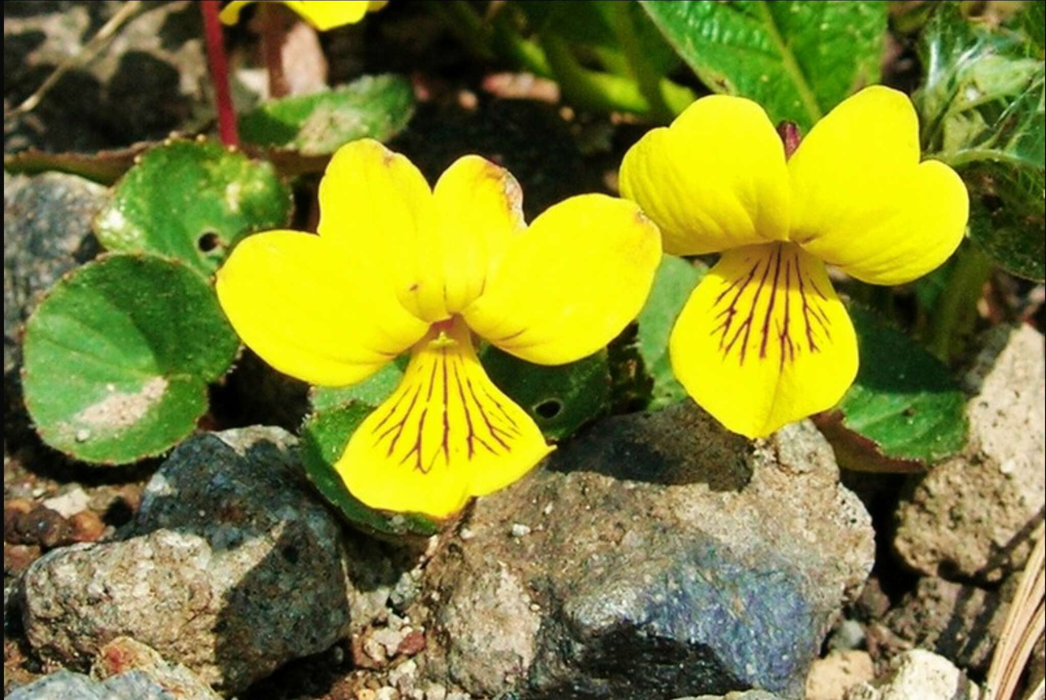 Image of Viola crassa (Makino) Makino