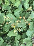 Image of Abutilon ramosum (Cav.) Guill.