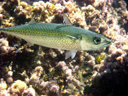 Image of Atlantic Chub Mackerel